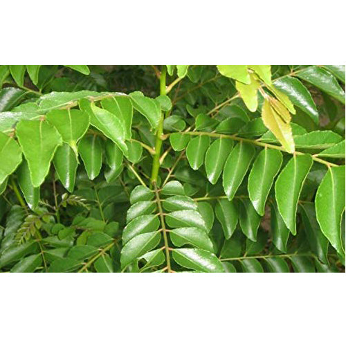 VSSC Green Neem 1.5 ft Patta -